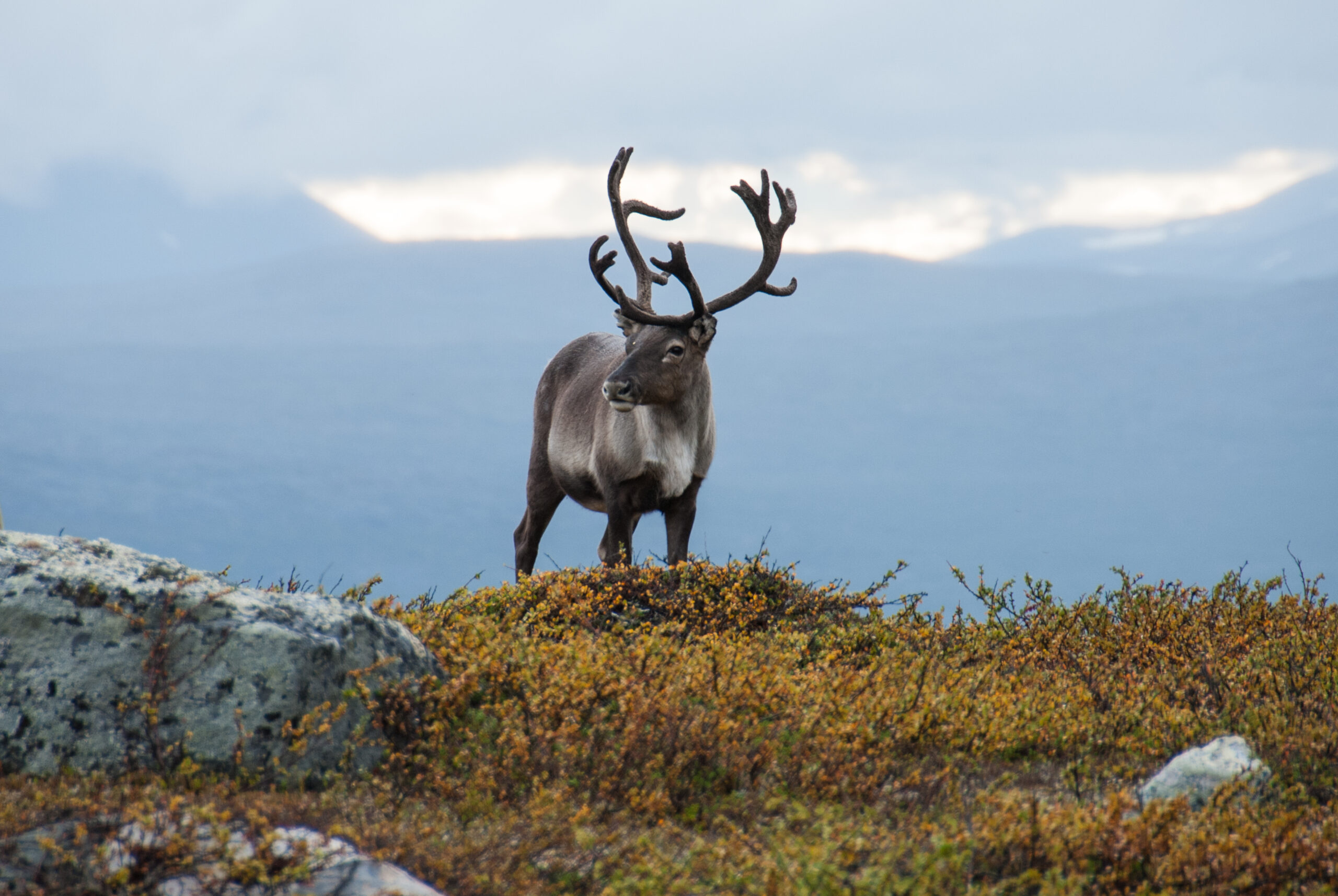 Ren på fjället