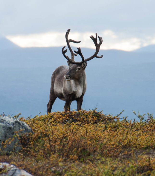 Ren på fjället